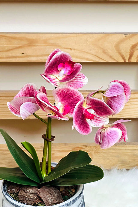 Orchid Pink Beauty