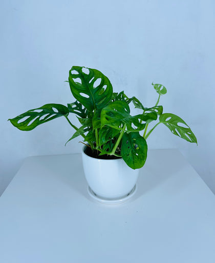 Monstera Obliqua - Swiss Cheese Vine-Indoor Plant Clearance Sale