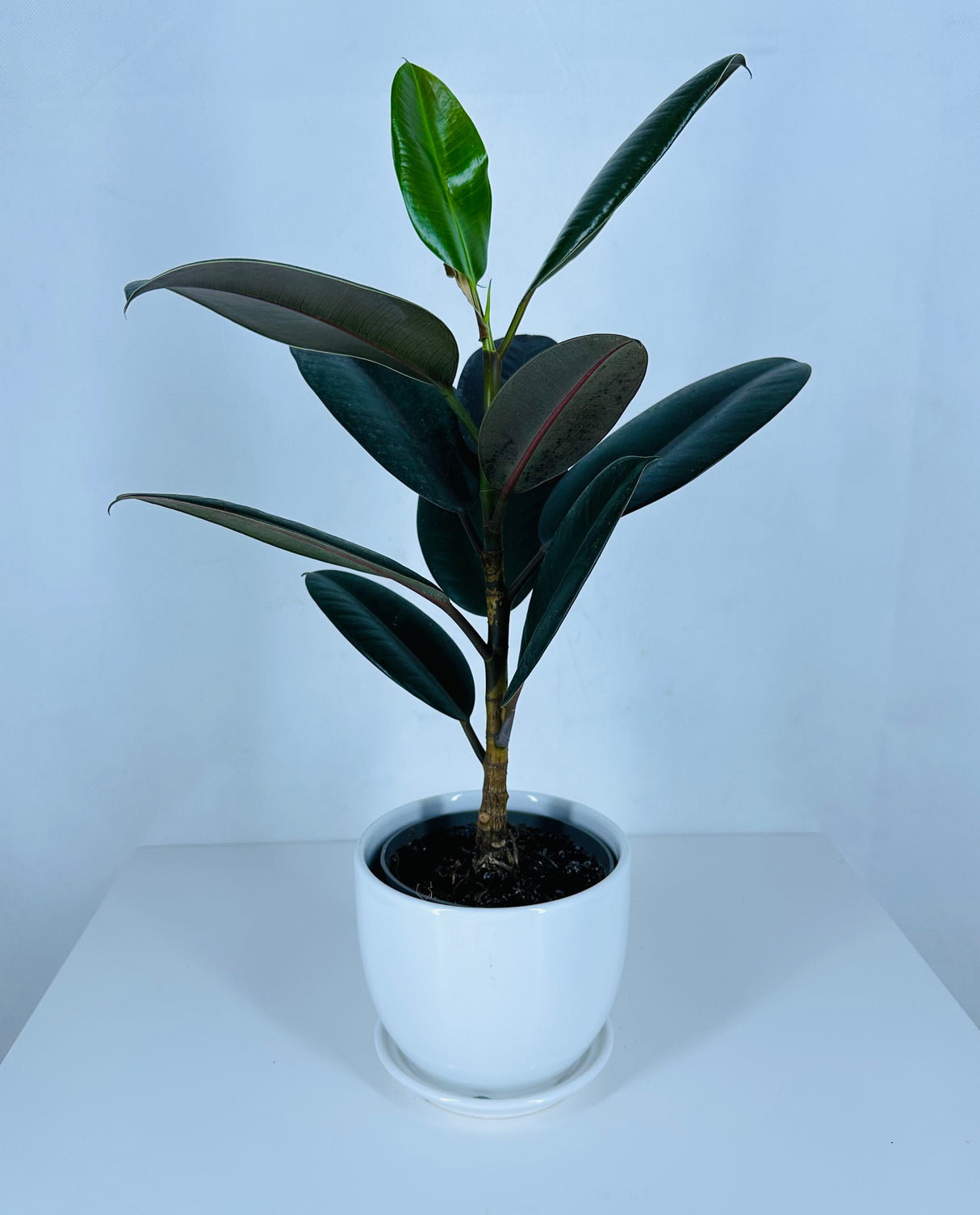Gummipflanze (Bunt) – Ficus Elastica – Zimmerpflanze – Ausverkauf