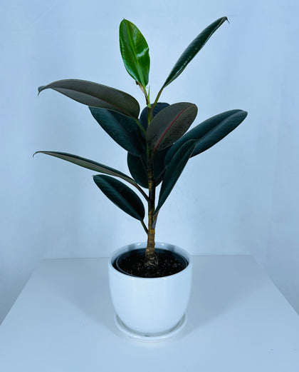 Rubber Plant (Variegated) - Ficus Elastica - Indoor Plant- Clearance sale
