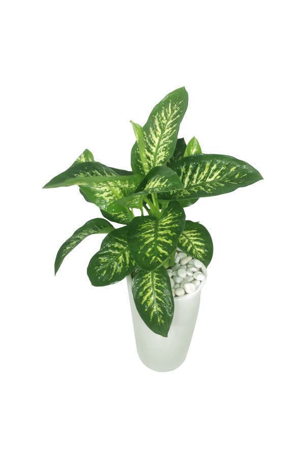 Tropic Snow – Dieffenbachia Seguine – hohe Pflanze im hohen Topf