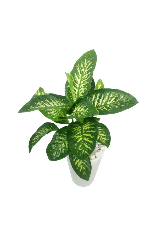 Tropic Snow – Dieffenbachia Seguine – hohe Pflanze im hohen Topf