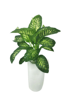 Tropic Snow – Dieffenbachia Seguine – hohe Pflanze im hohen Topf