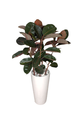 Rubber Plant Robusta (Ficus Elastica) in a decorative pot, ideal for indoor plant hire in Dubai

