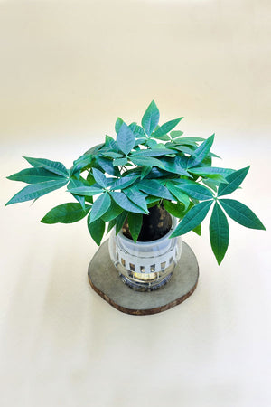 money tree abbotsford Pachira Small - Mini Money Tree