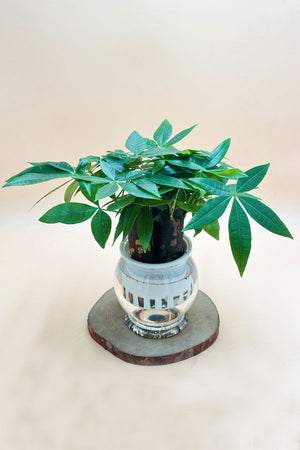 Pachira Small - Mini Money Tree-Water Plants - Plantsworld.ae