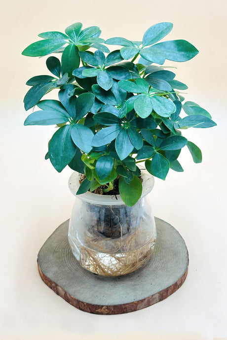 Schefflera Arboricola - Water Plant