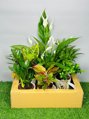 Monthly Plant Box - Plantsworld.ae