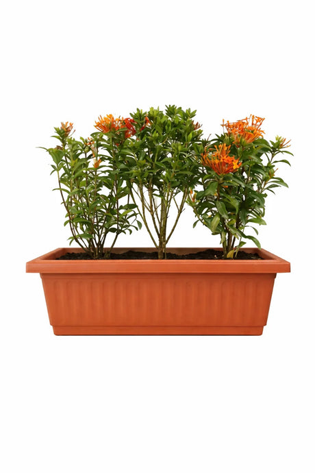 Three Ixora coccinea plants with orange flowers in terracotta rectangular pot