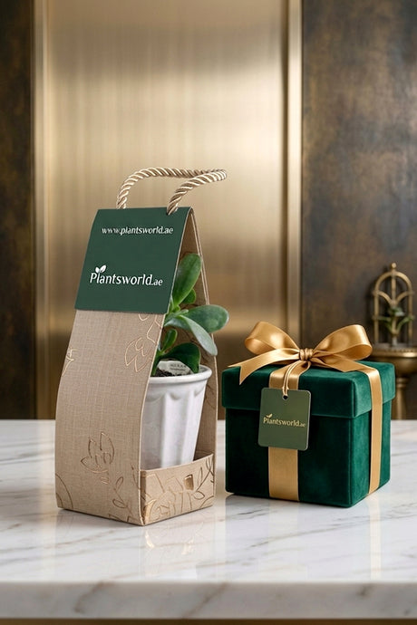 Lucky Jade Plant Gift
