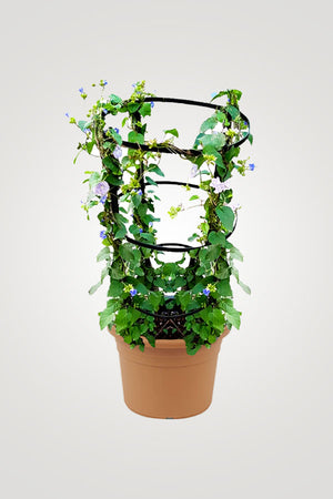 Flowering Plant Collection - Mixed Species - Plantsworld.ae