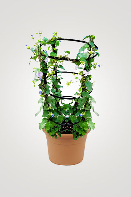 Best Fragrant Plants – Discover the Most Aromatic Plants