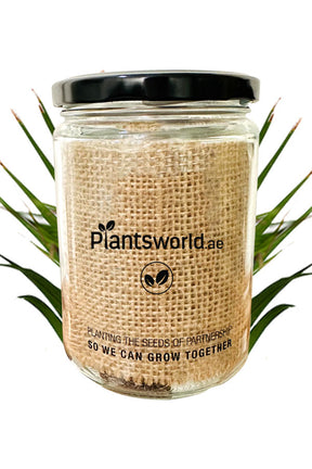 Maison Jar with Branding for Sale at PlantsWorld.ae - Elegant Glass Jar for Home and Garden Decor

