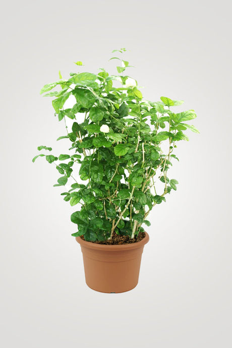 Mesmerising Flowering Plants – Stunning Blooms to Brighten Your Home & Garden