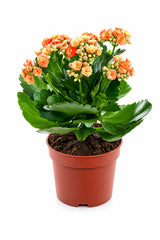 Kalanchoe - Kalanchoe blossfeldiana