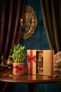 Lucky Bamboo Corporate Gift Set