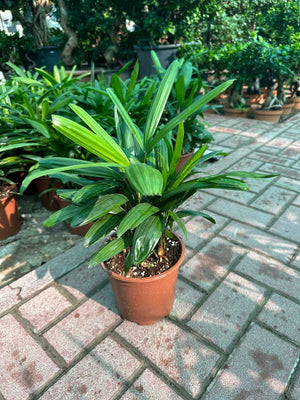 Rhapis Excelsa - Lady Palm - Plantsworld.ae