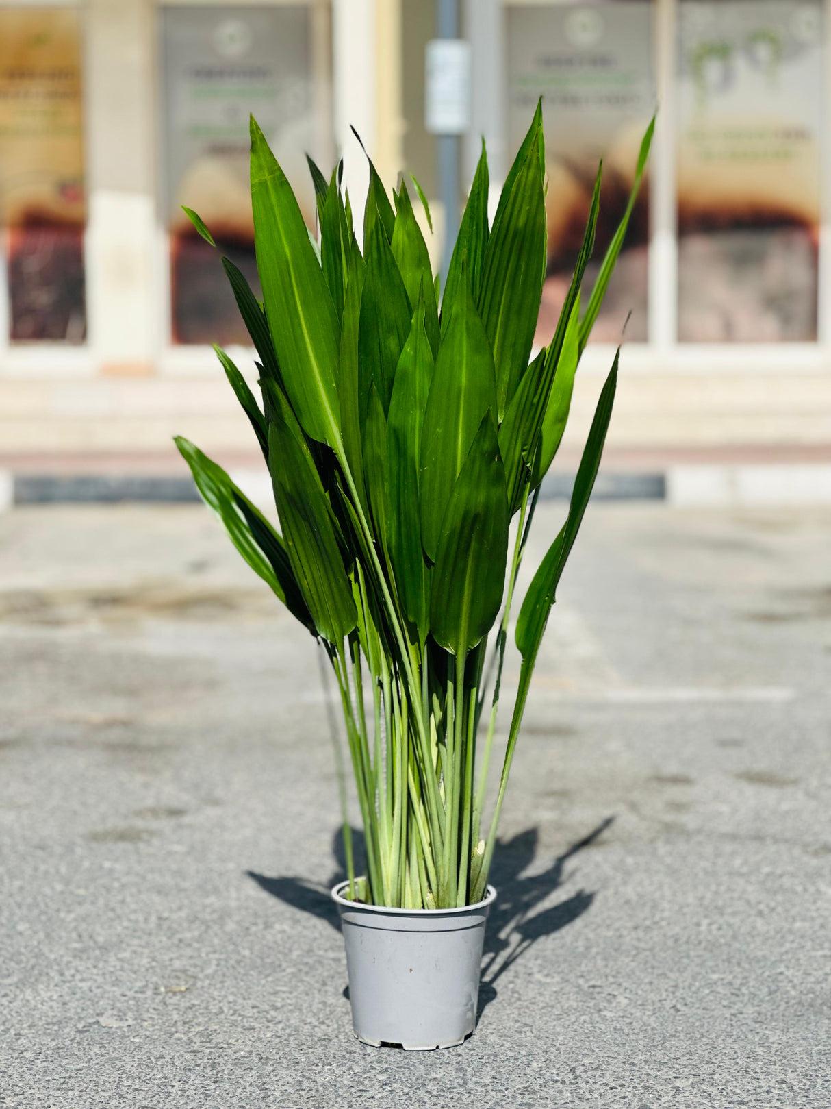 Lance Dracaena - Dracaena Aubryana