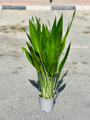 Lance Dracaena - Dracaena Aubryana - Plantsworld.ae