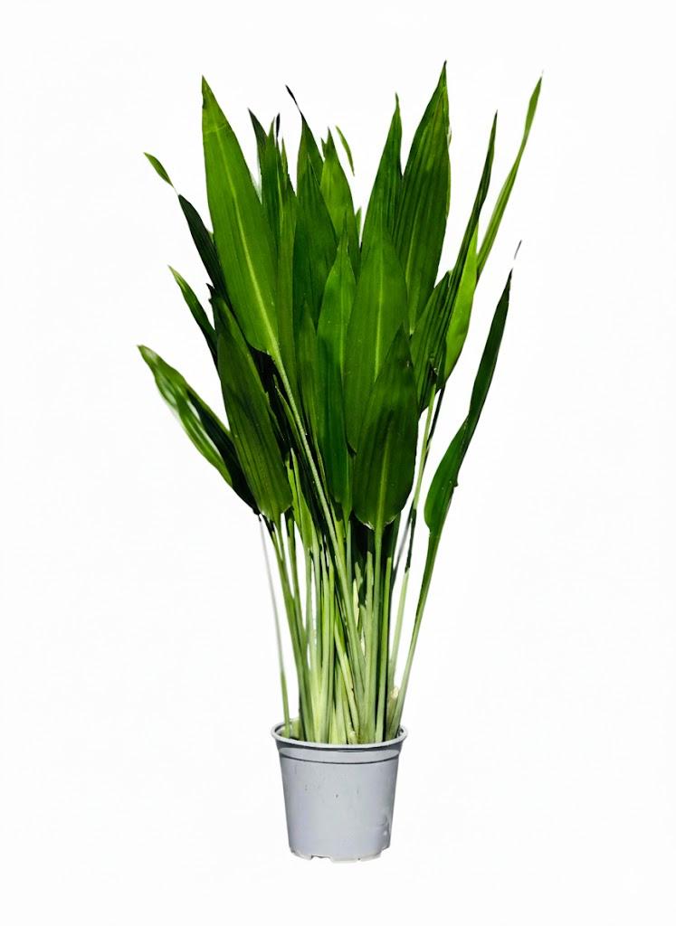 Lance Dracaena - Dracaena Aubryana