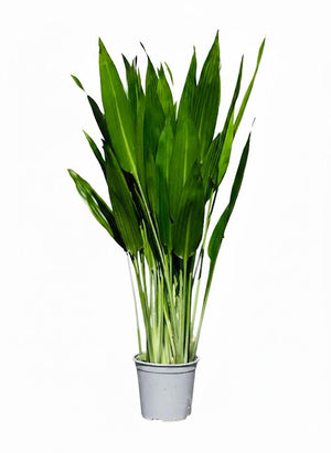 Tall lance dracaena houseplant for home and office décor
