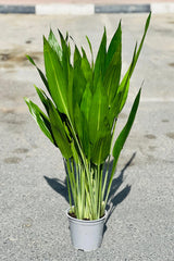 Lance Dracaena tall houseplant in white pot outdoors on paving