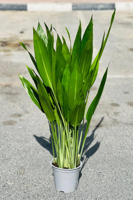 Lance Dracaena tall houseplant in white pot outdoors on paving