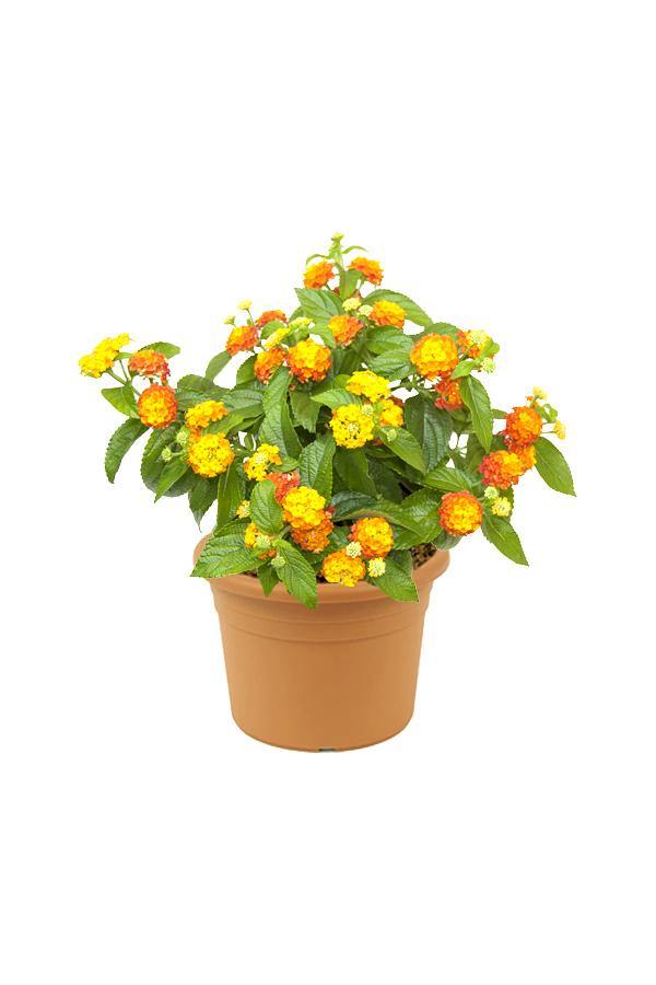 Lantana Mix Color-Lantana Camara - Lantana Mix Color-Lantana Camara - Plantsworld.ae