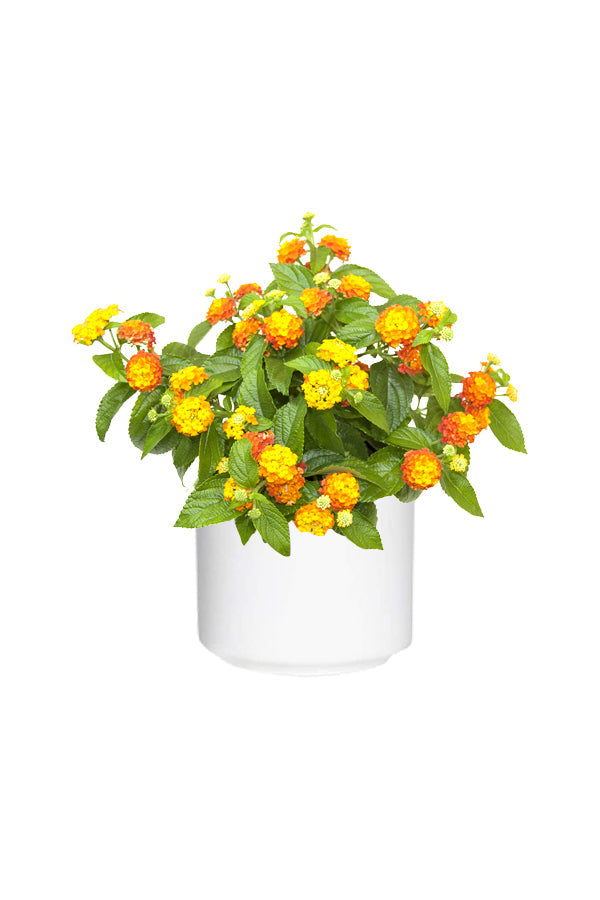 Lantana Mix Color - Lantana Camara