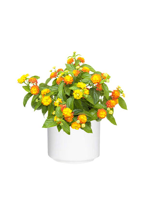 Lantana Mix Color - Lantana Camara - Plantsworld.ae