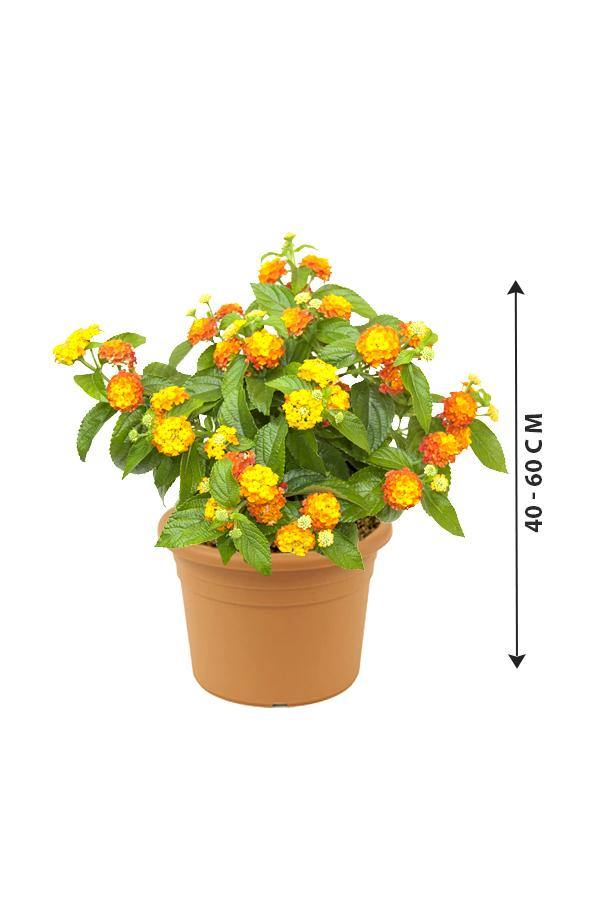 Lantana Mix Color-Lantana Camara - Lantana Mix Color-Lantana Camara - Plantsworld.ae