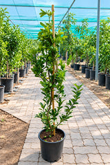 Lemon - Lemon Tree