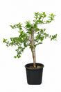 Young Lemon Tree with glossy green leaves in black nursery pot