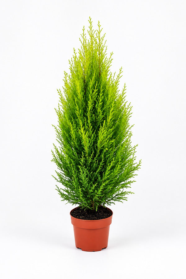 Lemon Cypress Goldcrest tree with dense golden-green foliage in orange pot