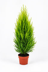 Lemon Cypress Goldcrest tree with dense golden-green foliage in orange pot