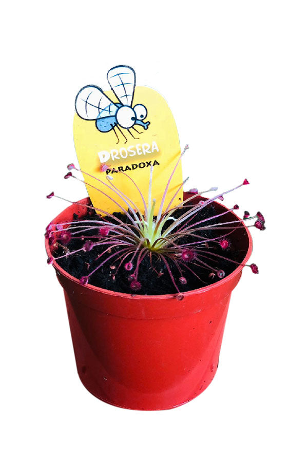 Drosera Paradoxa