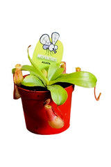 Nepenthes Alata