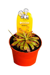 Drosera Aliciae 