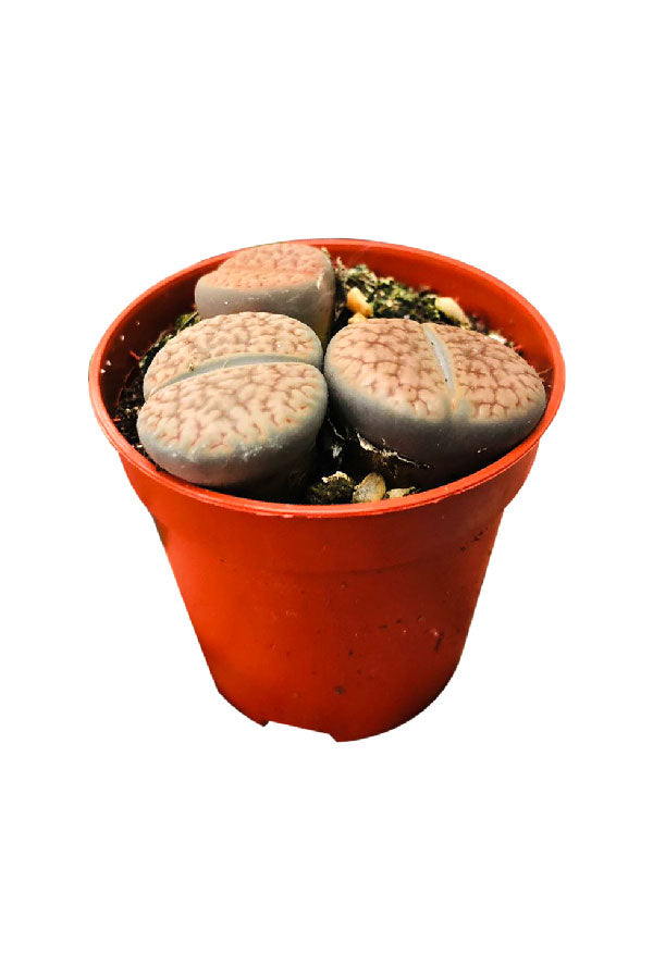 Lithops – Mini lebende Steine 