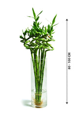 Deals Of The Day -  Lucky Bamboo Stick in Glass Vase - Bamboo Plant