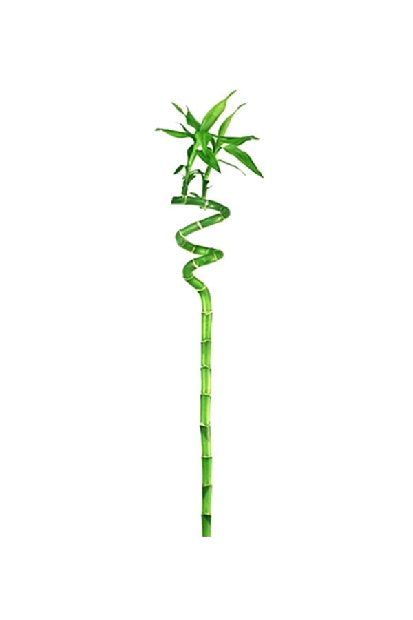 Lucky Bamboo Stick - Single Indoor Plant Symbolizing Good Luck and Prosperity