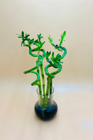 Lucky Bamboo Stick In Glass Vase With Black Stones