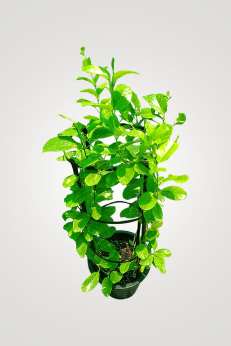 Best Fragrant Plants – Discover the Most Aromatic Plants