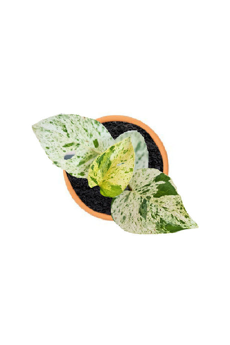 Epipremnum pinnatum "Marble King"