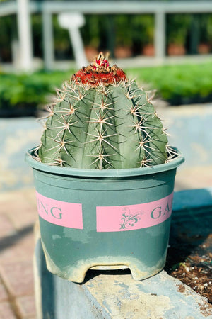 Melocactus Conoideus – Rare Cactus with Red Cephalium