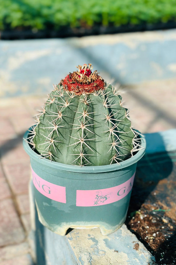 Melocactus Conoideus – Rare Cactus with Red Cephalium