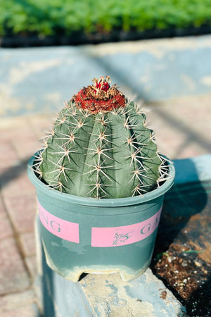 Melocactus Conoideus – Rare Cactus with Red Cephalium