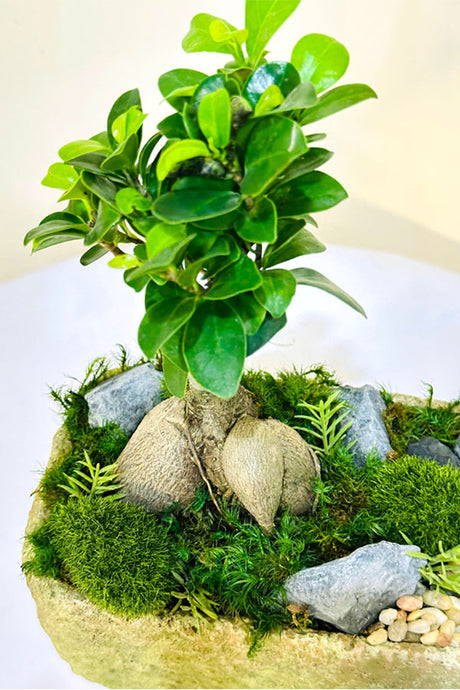 Mini Bonsai Garden – Beautiful Plant Dish for Bonsai Trees