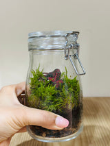 Mini Forest Terrarium - Plantsworld.ae