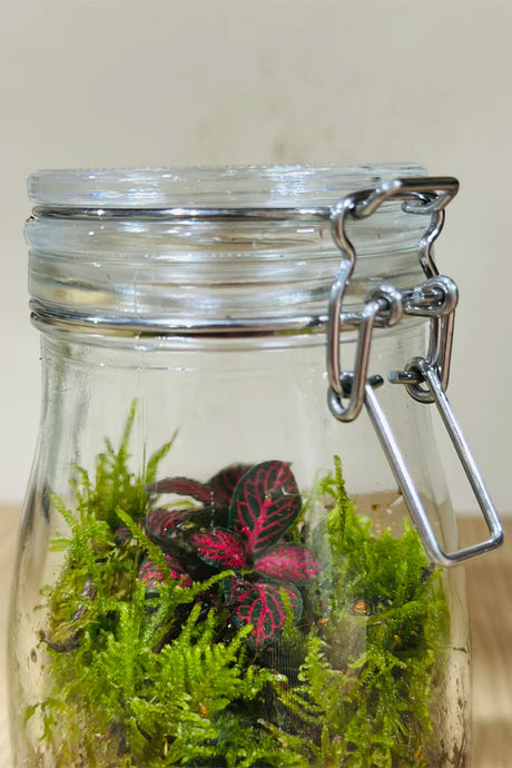 Close view of moss and red fittonia inside jar terrarium
